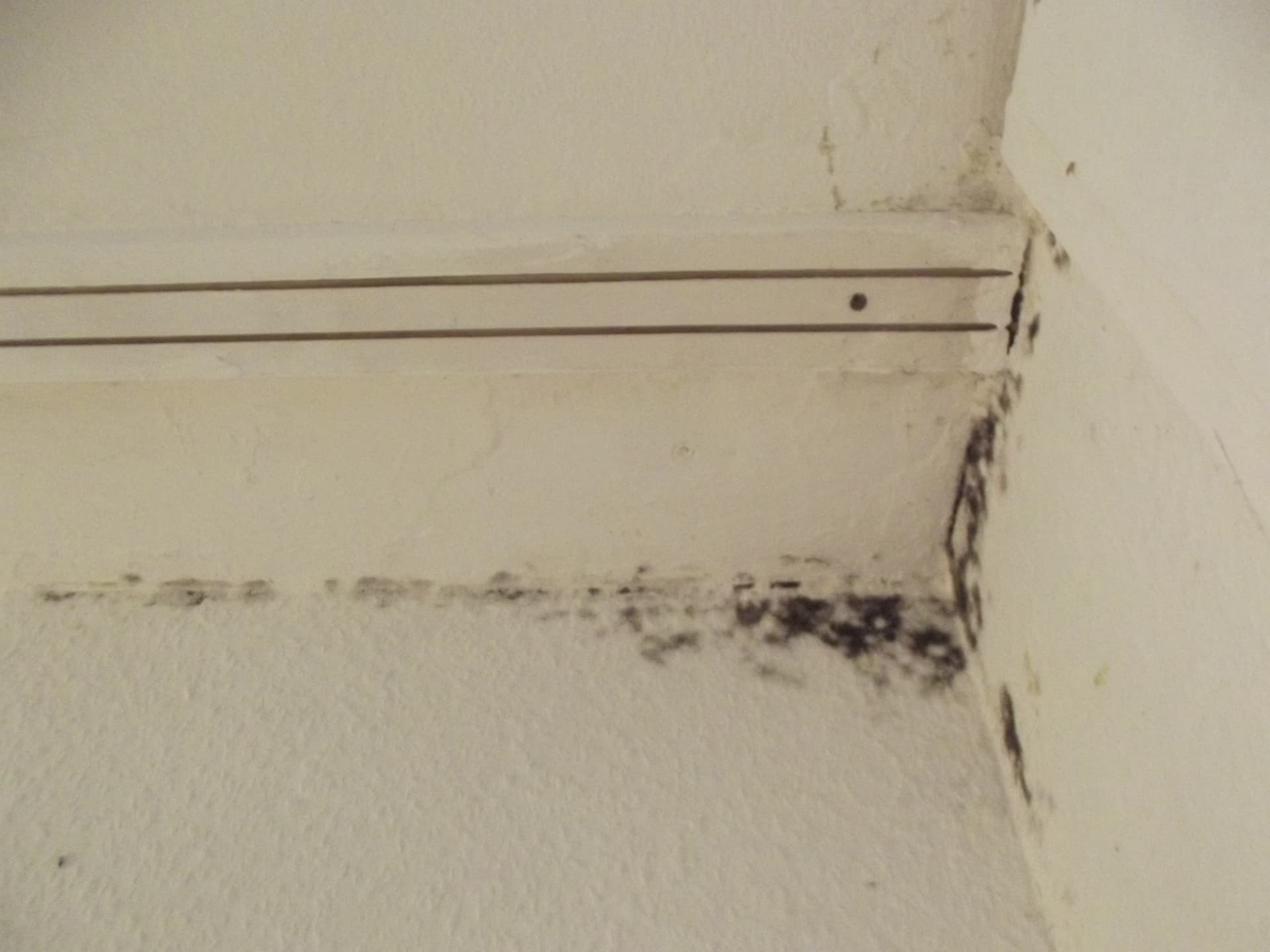 Mold growth on a bathroom wall