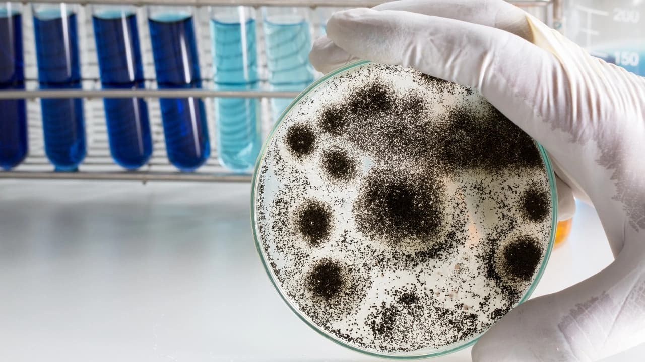 Mold Testing Image